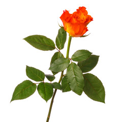 Obraz premium Orange rose