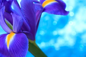 Tuinposter Mooie blauwe iris bloemen achtergrond © Natika