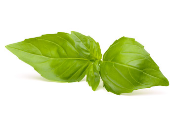 Sweet basil leaves
