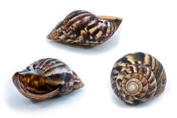 Snail shell