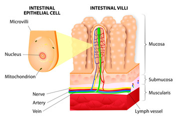Microvilli. Detail of the small intestine. Vector diagram - obrazy, fototapety, plakaty