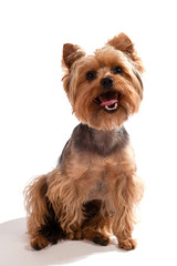 Yorkshire Terrier, sitting and looking at camera 