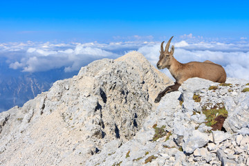 Capricorn female standing on rocks on the mountain