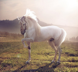 Picture of majestic white horse - obrazy, fototapety, plakaty