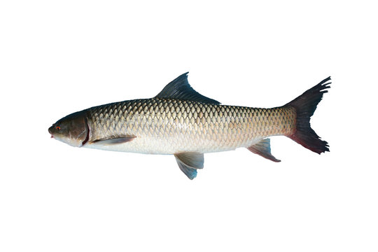 Freshwater fish isolated on white background