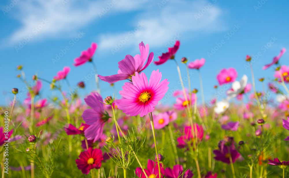 Wall mural the cosmos flower field