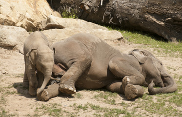 Fototapeta premium Elephant