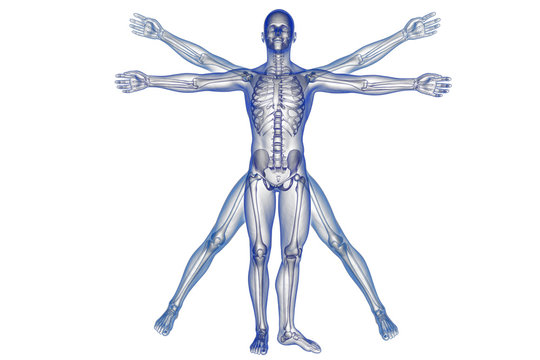Vitruvian man with skeleton for study
