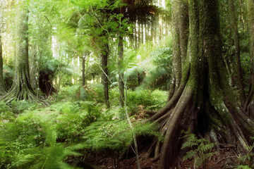 Fototapeta premium Trees in lush green tropical jungle forest 