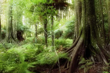 Fotobehang Trees in lush green tropical jungle forest  © Stillfx