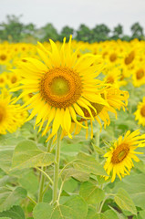 Sunflower field