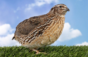 Brown quail