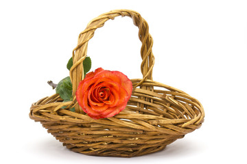 Fototapeta na wymiar red rose in a basket