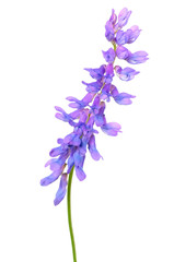 Obraz premium Vicia cracca flower
