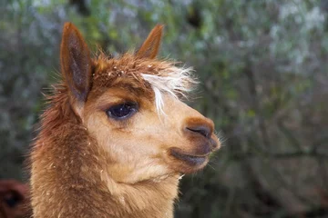 Fotobehang Portrait of a brown alpaca (Lama or Vicugna pacos) © belizar
