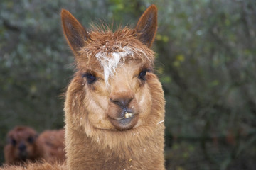 Fototapeta premium Portrait of a brown alpaca (Lama or Vicugna pacos)