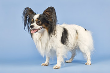 Hunde-Papillon-10034
