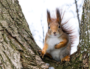 Red squirrel on tree
