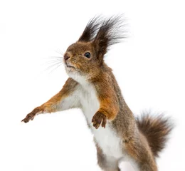 Tuinposter rode eekhoorn © Mr Twister