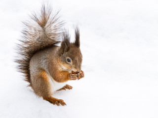 Naklejka na ściany i meble Squirrel sitting in snow