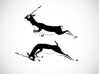 black buck