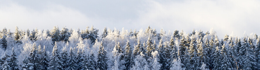 Winter forest - obrazy, fototapety, plakaty