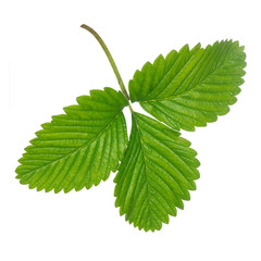 beautiful leaves on a white background