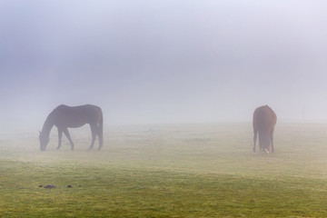 Fototapeta na wymiar two brown horse in enclosure