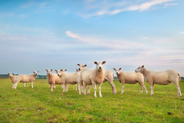 sheep herd on green pasture - Powered by Adobe