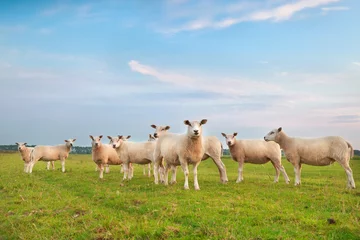 Papier Peint photo autocollant Moutons troupeau de moutons sur vert pâturage
