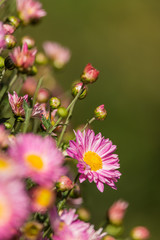 chrysanthemum flowers