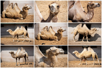 Camel