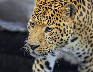 Obraz premium The Amur leopard in its natural habitat