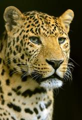 Fototapeta na wymiar The Amur leopard in its natural habitat