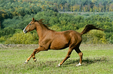 Horse