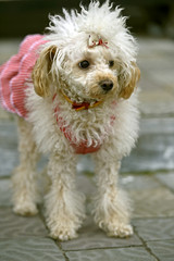 Miniature poodle playing in the street