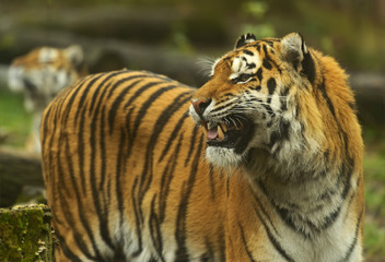 Fototapeta na wymiar Portret Tygrys amurski