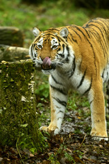 Fototapeta na wymiar Portret Tygrys amurski