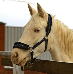 Horse - albino
