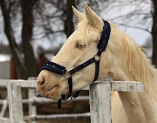 Horse - albino