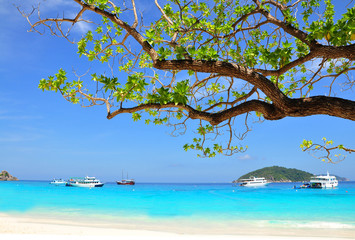 Beautiful beach and branch from tree on Similan Island, THAILAND
