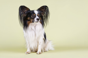 Hunde-Papillon-10282
