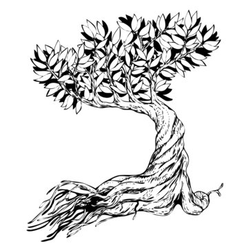 Sketched bonsai tree