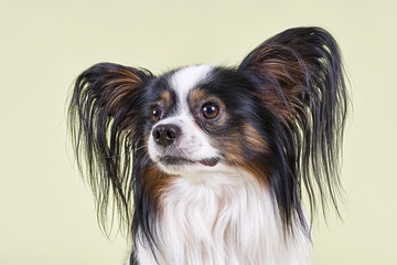 Hunde-Papillon-10291