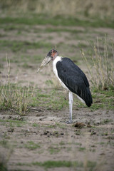 Marabou stork, Leptoptilos crumeniferus