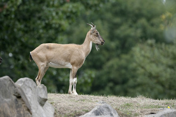 Naklejka na ściany i meble Markhor goat, Capra falconeri