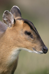 Muntjac,  Muntiacus reevesi
