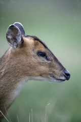 Muntjac,  Muntiacus reevesi