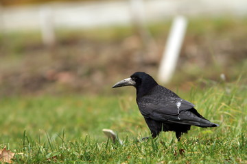 Obraz premium black crow in the field