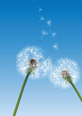 two dandelions on blue background with flying seeds